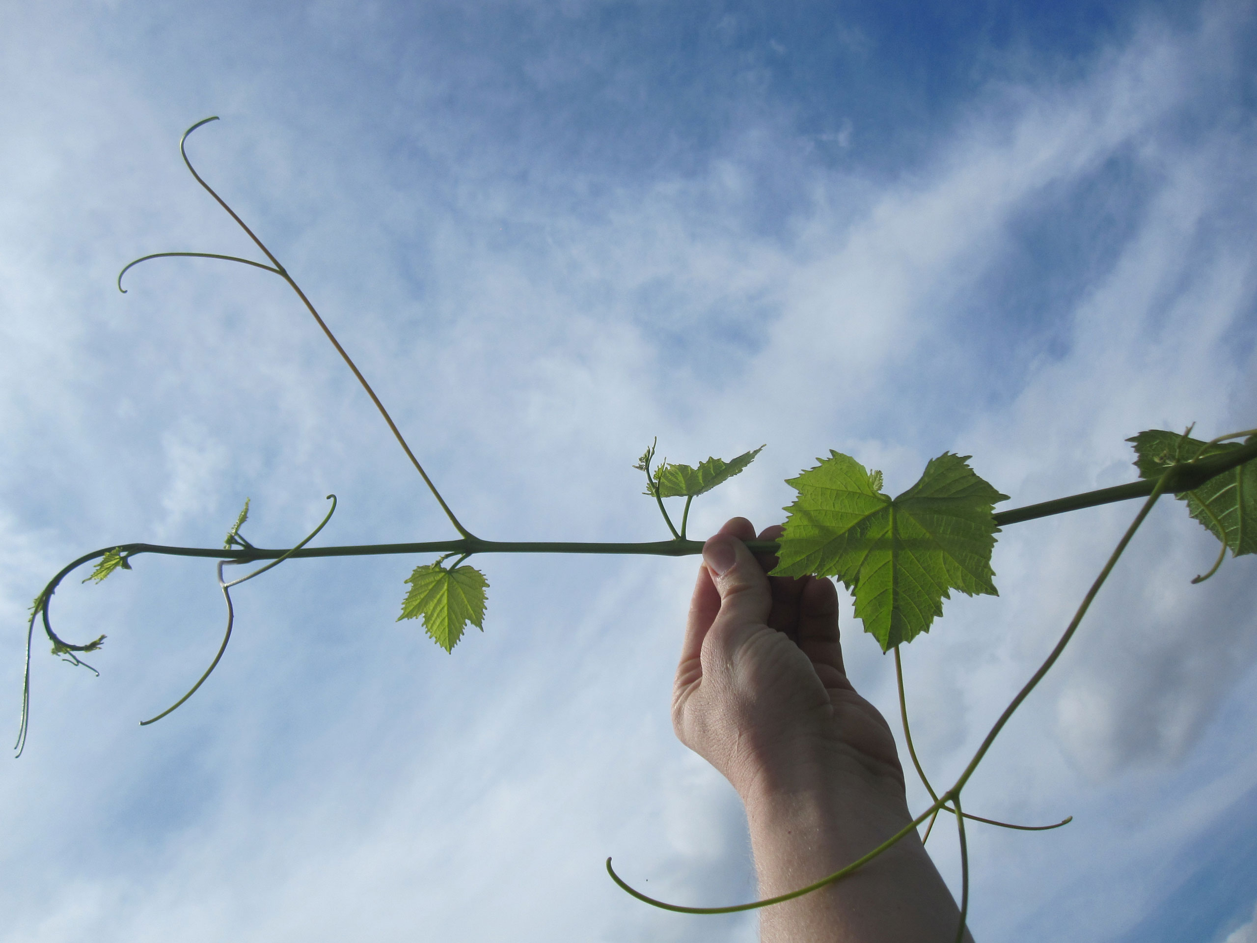 hand holding grapevine in the air